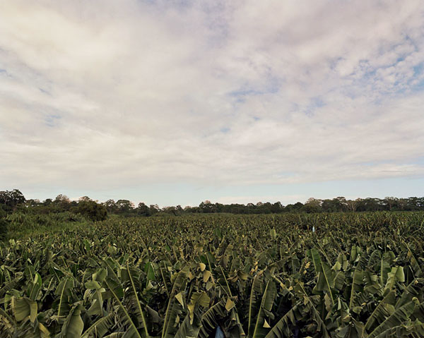 Banana Field