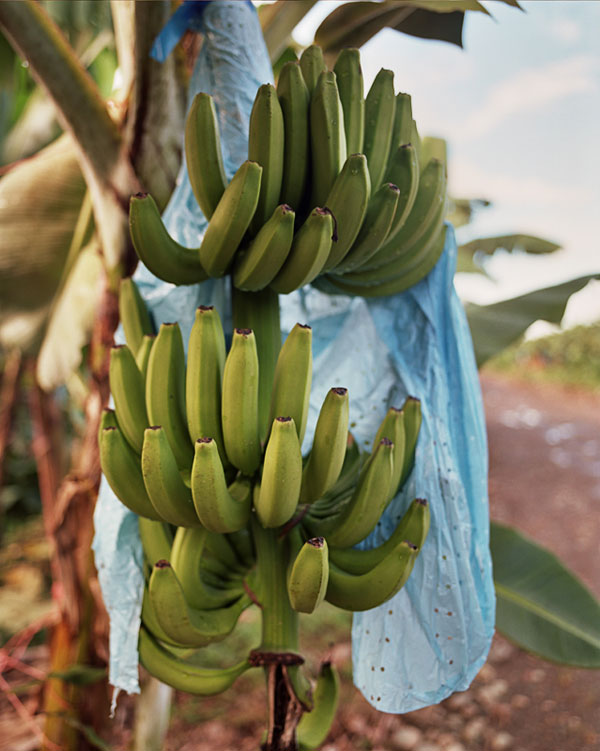 Bananas